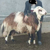 قوچ افشار پلنگی