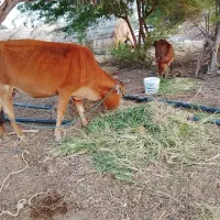 فروش گاو با گوساله نر