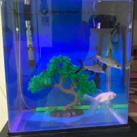 ماهی آکواریوم