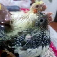 جوجه عروس .هلندی .ده روزه سرلاکی لوتینو|پرنده|طبس, |دیوار