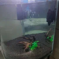 شیشه آکواریوم|ماهی|میناب, |دیوار