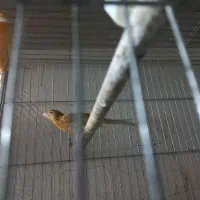 قناری سرخ|پرنده|مبارکه, |دیوار