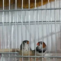 جفت فنچ کینگ پنگوئنی مولد