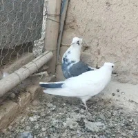 کبوتر|پرنده|گلپایگان, |دیوار