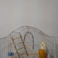 عروس هلندی