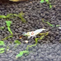 شیریمپ میلگو پی آر ال ماسورا