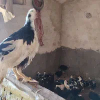 جوجه مرغ گلین