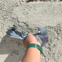 ۶عدد کفتر خوب پرشی|پرنده|سیرجان, |دیوار