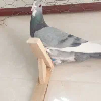 کبوتر بدرنگ‌پلنگ