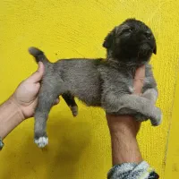 واگذاری سگ سرابی|سگ|رباط‌کریم, رباط‌کریم|دیوار