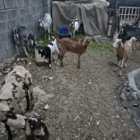 فروش چندراس بز