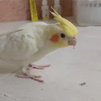 جوجه عروس هلندی