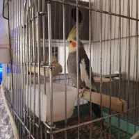 یه جفت عروس هلندی مولد