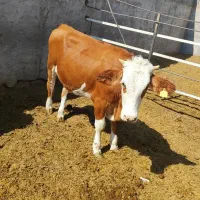 یک راس گاو نر و یک راس ماده سیمینتال اصل