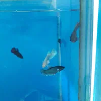 انواع گیاهخوار و گوشتخوار جدید|ماهی|کرمان, |دیوار