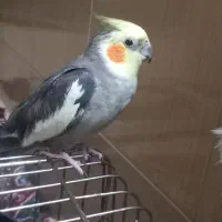 عروس نر دستی