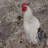 خروس|حیوانات مزرعه|کرمان, |دیوار