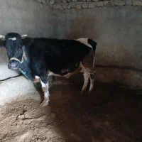 گاو|حیوانات مزرعه|کوهدشت, |دیوار