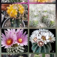 انواع و اقسام کاکتوس های گلدار و پیوندی