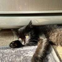 واگذاری گربه بریتیش