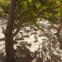 غاز وبوقلمون مرغ وقوغاز