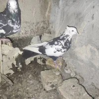 کفتر سینه|پرنده|شیراز, نصر|دیوار