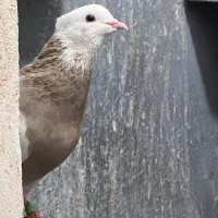 طوقی درجه یک بدونه قلط پاک پاک بهترین نسل|پرنده|فردیس, فردیس|دیوار