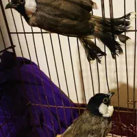 طوطی برزیلی|پرنده|رشت, انصاری|دیوار