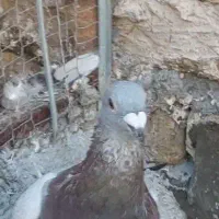 کبوتر