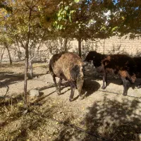 ۵عدد قوچ دودندان روزگاری درج یک|حیوانات مزرعه|فریدونشهر, |دیوار