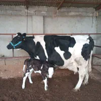 گاو صنعتی تازه زا 45کیلو شیر|حیوانات مزرعه|القجر, |دیوار