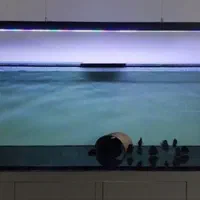 نور آکواریوم آبشور مرجانی و پلنت ماهی|ماهی|تهران, سهروردی|دیوار