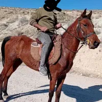 اسب|اسب و تجهیزات اسب‌سواری|کوار, |دیوار