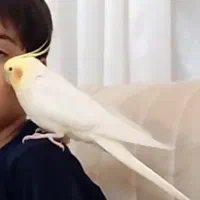 طوطی لوتینو گم شده