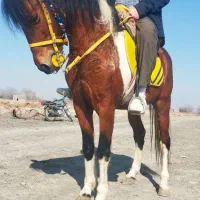 اسب نژاد. کرد و ترکمن  سن. ۷