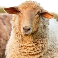 شمال /شرق/جنوب/غرب/زنده بهداشتی گوسفند