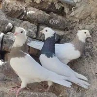 تعدادی طوق سیاه و سرکه ای