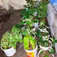 حسن یوسف ..عروس..قاشقی