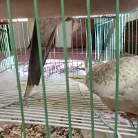 عروس هلندی از نژاد خاص|پرنده|قروه, |دیوار