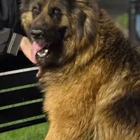 واگذاری ژرمن شولاین