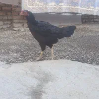 مرغ لاری|حیوانات مزرعه|سنقر, |دیوار