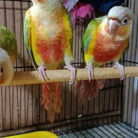 جوجه گرینچیک آناناسی دستی|پرنده|بردسکن, |دیوار