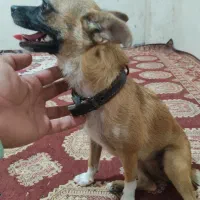 سگ پاکوتاه نژاد شیواوا