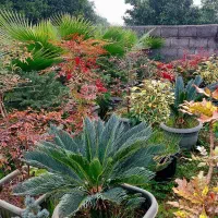 ایجاد فضای سبز با گل و درختچه های بیرونی