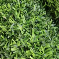 فنس چمنی