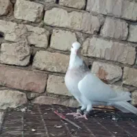 کبوتر طوقی|پرنده|بروجن, |دیوار