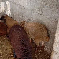فروش بره نر و ماده