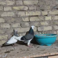 شازده آلیام