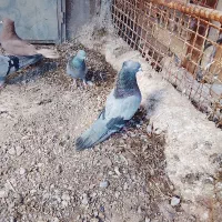 کبوتر|پرنده|بم, |دیوار