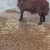 دو راس بره نر همو